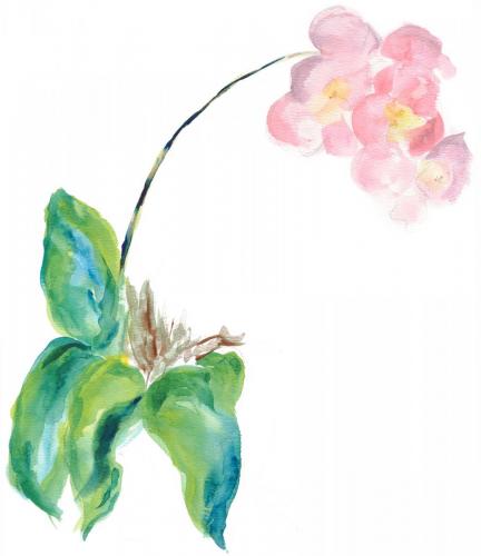 4 - Orchid